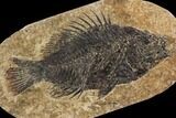 Framed Fossil Fish (Cockerellites) - Wyoming #143762-2
